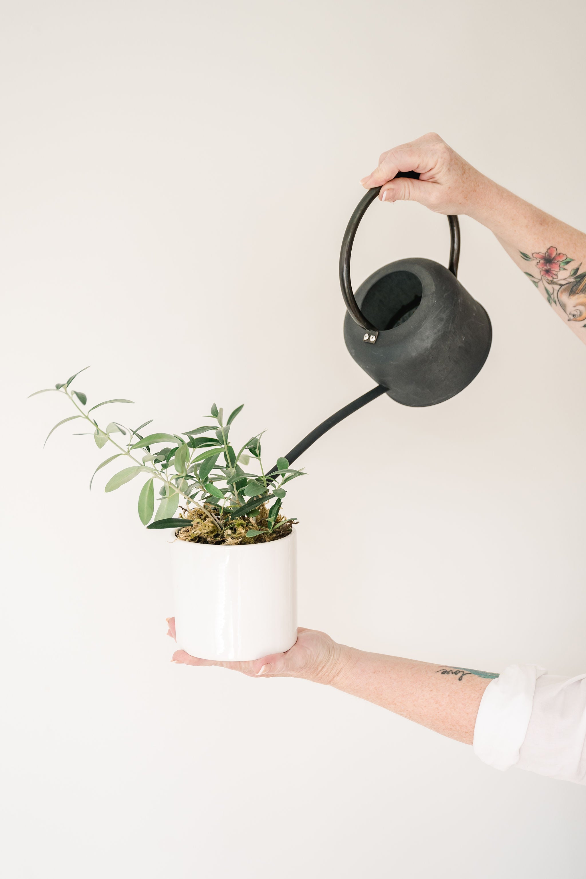 Plant Care Tips  Academy Florist