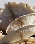 Close-up of a cluster of mushrooms with a wooden surface underneath.