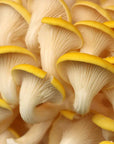 Close-up of a cluster of yellow mushrooms