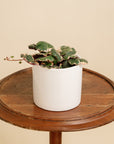 Strawberry Begonia