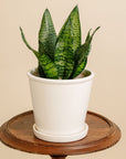 Sansevieria