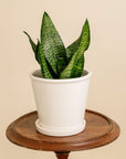 Sansevieria