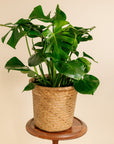 Large Philodendron Monstera
