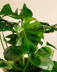 Large Philodendron Monstera
