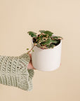 Strawberry Begonia