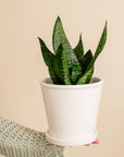 Sansevieria