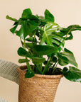 Large Philodendron Monstera