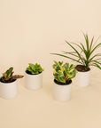 Assorted Tropicals