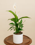 Peace Lily