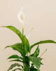 Peace Lily