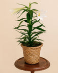 Easter Lily