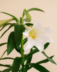 Easter Lily