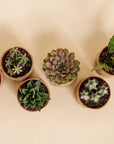Succulent & Cactus