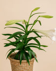 Easter Lily