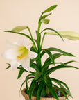 Easter Lily