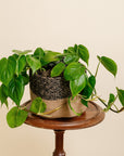 Heart-Leaf Philodendron