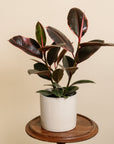 Rubber Plant (Ficus Ruby)