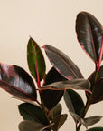 Rubber Plant (Ficus Ruby)