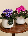 African Violet