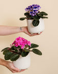 African Violet