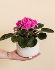 African Violet