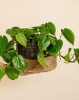 Heart-Leaf Philodendron