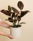 Rubber Plant (Ficus Ruby)