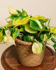Brasil Heart-Leaf Philodendron