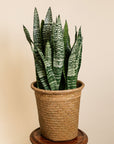 Snake Plant (Sansevieria)