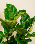Fiddle Leaf Fig (Ficus Lyrate)