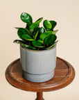 Peperomia Margin