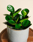 Peperomia Margin