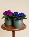 African Violet