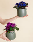African Violet