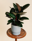 Rubber Plant (Ficus Burgundy)