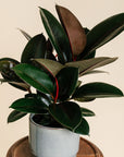 Rubber Plant (Ficus Burgundy)