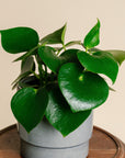 Peperomia Raindrop