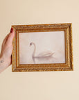 Framed Print - Vintage Swan