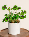 Oxalis