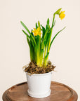 Potted Daffodils