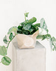 Satin Pothos