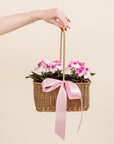 African Violet Basket