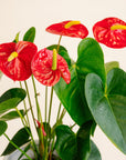 Anthurium