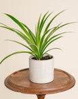Spider Plant