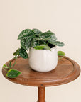 Satin Pothos