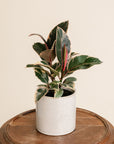 Ficus Tineke
