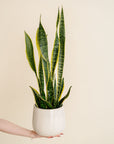 Snake Plant