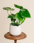 Philodendron Monstera