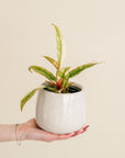Philodendron Ring of Fire