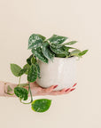 Satin Pothos